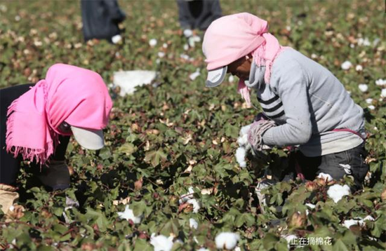 这些妇女远赴新疆摘棉花,两个月挣1万,却老了几岁!