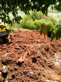 小鸡鸡怎样包工地做事利润高·