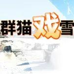 群貓“戲”雪丨誰看到不想來耍一把？