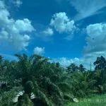Akora Resources ASX AKO Bekisopa MRE 增加