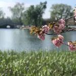 觀點共享 | 銻：供需調(diào)整進程加快，國內(nèi)銻價再創(chuàng)新高