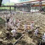 鞍山鋼鐵：全員執(zhí)筆描繪新綠 匠心雕琢“鋼鐵花園”