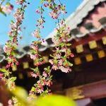 觀點(diǎn)共享 | 另眼看“錫”：“供應(yīng)收縮”與“需求擴(kuò)張”的強(qiáng)烈碰撞