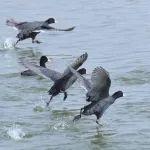“打鳥(niǎo)”的風(fēng)，吹到了神東礦區(qū)！