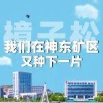 今天，我們在神東礦區(qū)，又種下一片樟子松！