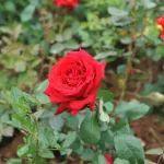 月季花開正當(dāng)時！太重煤機女職工為園區(qū)添新妝