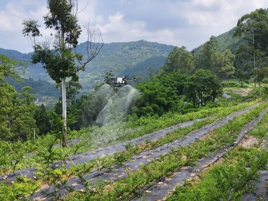 無人機技術(shù)用于水蜜桃病蟲害防治.jpg