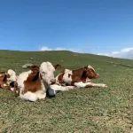 观点共享 | 矿端供应整体偏紧，钨价大幅冲高上涨