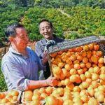 鲜货“出村记”！“四好农村路”打通致富路：石斛年销4000万，柑橘品牌值18亿