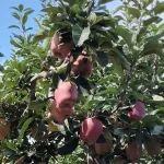 凭借花牛苹果“出圈”，他们的“水密码”还有哪些？