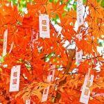 教師節(jié) | 沃心回響特別獻(xiàn)禮，致敬每一位校園“心靈守護(hù)者”