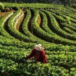 寧德時代參加《聯(lián)合國氣候變化框架公約》減緩工作計劃第六次全球?qū)υ? title=