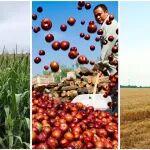 中國農(nóng)民豐收節(jié) | 筑牢大國糧倉水利根基