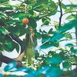 池鹭安家，为矿山生态“代言”