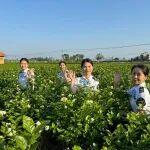 自驾新选择！贵港西外环+南玉珠高速，解锁广西小众诗意之旅