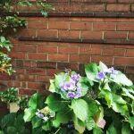 觀點(diǎn)共享 | 剛果（金）配額政策落地，國內(nèi)鈷原料供應(yīng)形勢偏緊