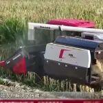 連綿秋雨擋不住豐收路，徐工農(nóng)機(jī)護(hù)航“三秋”生產(chǎn)關(guān)鍵期！