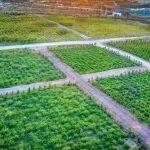 時光里的綠色革命