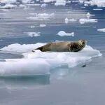 觀點共享 | 內(nèi)外需求依舊分化，國內(nèi)銻價降幅收窄