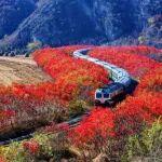 鐵龍馳騁，繪就東北全面振興新畫卷！