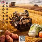 霜打柿子紅滿枝 全柴搶收正當時