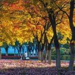 梦到铲车翻了相关精彩文章--油画般的秋色!打翻的调色盘,落在了神东矿区~ 油画般的秋色!打翻的调色盘,落在了神东矿区~