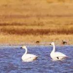 距神東礦區(qū)48公里！天鵝來(lái)了，這里更動(dòng)人了！