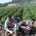 “沙土地”里增收“红胖子”