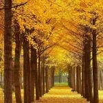 觀點(diǎn)共享 | 深度參與碳市場建設(shè) 打造產(chǎn)業(yè)發(fā)展新優(yōu)勢——基于2025年中國碳市場大會的分析與建議