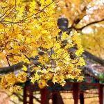 期貨櫥窗 | 鋁：多頭主導(dǎo)價格持續(xù)上漲，國際資本多空對峙加劇