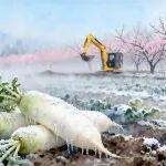 二十四节气 | 立冬落雪时，家暖心归处