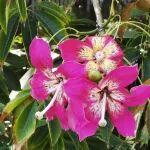 觀點共享 | 艾芬豪大西洋公司推動的“自由走廊”項目：地緣政治與資源開發(fā)的雙重敘事