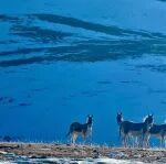 力拓鐵礦石收入將少于其總收入的50%！