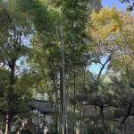 戰(zhàn)略轉(zhuǎn)向：必和必拓加速向銅礦及高附加值礦種轉(zhuǎn)型，鐵礦石業(yè)務(wù)收縮