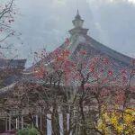 觀點(diǎn)共享 | 國內(nèi)鋅基本面有所改善，國外開始轉(zhuǎn)弱