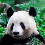 点碳成林 | 守护大熊猫家园，大沃五年绿色生态之旅硕果累累（文末有奖）