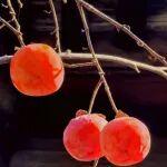 觀點共享 | “銀十”遇冷，庫存持續(xù)攀升壓制鎳價