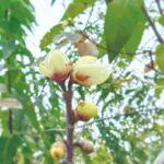 礦區(qū)蠟梅開