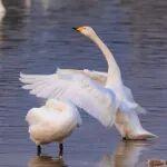 二手挖机行情分析相关精彩文章--期货橱窗 | 行情分析:碳酸锂逼仓风险解除,多头持续拉涨动能不足 期货橱窗 | 行情分析:碳酸锂逼仓风险解除,多头持续拉涨动能不足