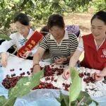 鐵建高速的助農(nóng)足跡：從田間地頭到百姓心頭