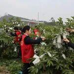 豐收季里的“志愿紅”助農(nóng)采摘解民憂