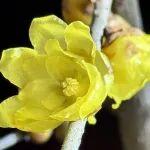 觀點(diǎn)共享 | 智利鋰業(yè)國(guó)有化戰(zhàn)略落地