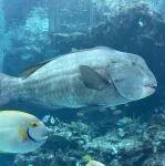 紫金黃金大手筆交易