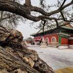 期貨櫥窗 | 碳酸鋰價(jià)格處于多頭主導(dǎo)的上漲趨勢(shì)
