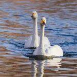 觀點(diǎn)共享 | 倫敦金屬交易所為何出臺(tái)持倉(cāng)限額新規(guī)？