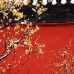 觀點(diǎn)共享 | 銅產(chǎn)業(yè)鏈的脫碳挑戰(zhàn)