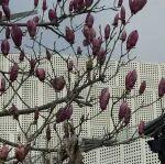三個(gè)月建成投產(chǎn)！MinRes Lamb Creek鐵礦首船發(fā)運(yùn)，重塑皮爾巴拉低成本鐵礦新格局