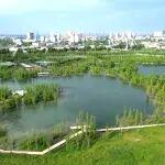 一紙生態(tài)修復(fù)圖，綠涌山河滿目新