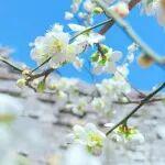 期貨櫥窗 | 鎳：多頭力量偏強(qiáng)，價(jià)格寬幅震蕩