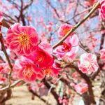 觀點(diǎn)共享 | 霍爾木茲困局：從硫磺斷供到全球礦業(yè)版圖重塑的傳導(dǎo)鏈